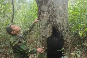 Người giữ rừng cả thế giới biết tên