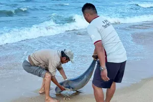 Phát hiện xác cá "Ông Chuông" dạt vào bờ biển Bình Định