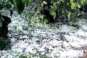 Mưa đá làm tốc mái 2 ngôi nhà và hàng chục hécta cây trồng bị ảnh hưởng