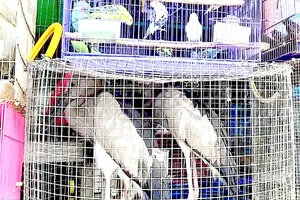 Long An: Tăng cường kiểm tra, xử lý tình trạng mua bán chim hoang dã 