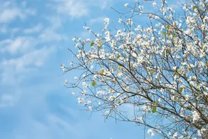 Chim bắt cô ơi, sao níu áo mẹ ta?