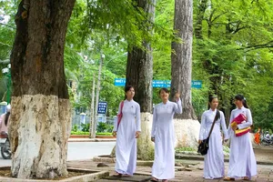 Học sinh thích thú đi dưới những tán cây cổ thụ trong nội đô thành phố Trà Vinh