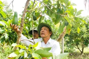 Tây Nguyên: Bơ đầu mùa giá gấp đôi năm trước