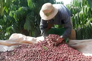 5 tháng đầu năm 2025, xuất khẩu cà phê Việt Nam đạt 4,2 tỷ USD 