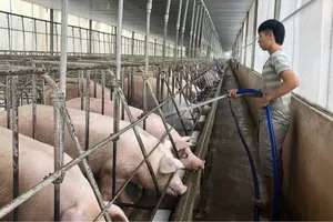 Chăm sóc heo tại trang trại Hoa Phượng (Vĩnh Cửu, Đồng Nai)