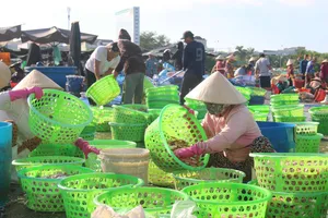 Những người phụ nữ đang phân loại các loại hải sản trước khi giao cho thương lái