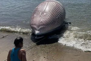 Xác cá voi khổng lồ "lụy" vào biển tỉnh Lâm Đồng
