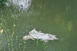 Tình trạng vứt xác heo chết thả trôi trên sông, các tuyến kênh gây ô nhiễm môi trường