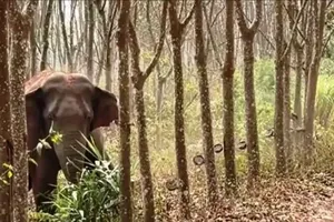 Nghệ An: Voi rừng xuất hiện gần khu dân cư 