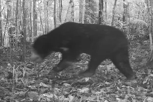 Phát hiện thêm nhiều loài động vật quý hiếm tại Vườn Quốc gia Chư Mom Ray 