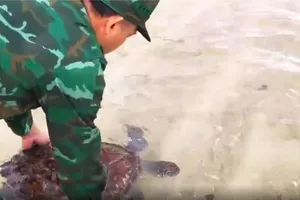 Cá thể vích nặng 12kg được thả về môi trường biển