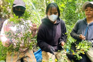 Mùa thu hoạch quả xoay rừng