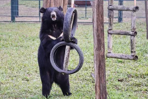 Gấu hồi sinh sau khi được nuôi dưỡng bán hoang dã và chăm sóc đầy đủ tại Trung tâm Cứu hộ Gấu Việt Nam II ở Vườn quốc gia Bạch Mã