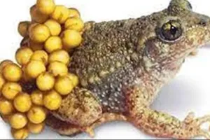 Gia Lai: 9 em nhỏ nhập viện cấp cứu sau khi ăn thịt, trứng cóc 