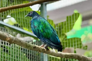 Chim bồ câu Nicoba quý hiếm đang được chăm sóc tại Vườn quốc gia Côn Đảo