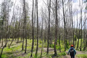 Rừng chắn “bão cát” ven biển Gia Lai chết la liệt