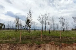 Gia Lai: Làm rõ nguyên nhân hàng chục ngàn hecta cao su chết, kém phát triển