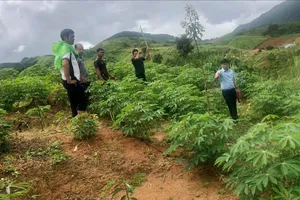 Đồi núi rạn nứt, uy hiếp tính mạng hàng chục người dân ở Quảng Ngãi