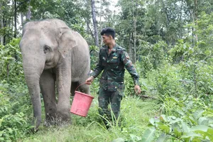 Ngừng cưỡi voi - Để voi trở về rừng