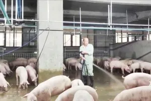 Nuôi heo chung cư để ổn định nguồn cung thịt