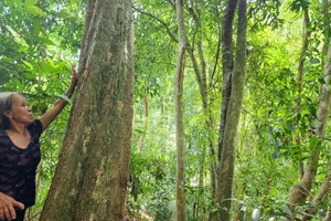 Bà Nguyễn Thị Đào bên rừng cây cổ thụ