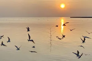 Theo những người chuyên săn ảnh chim nhạn, hàng năm, loài chim này bay đi kiếm mồi ở cửa biển phường Rạch Giá từ khoảng tháng 11 đến giữa tháng 4 năm sau.