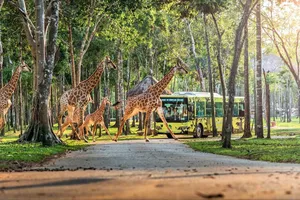 10 năm Vinpearl Safari Phú Quốc: Dấu ấn tiên phong của Safari bán hoang dã đầu tiên tại Việt Nam