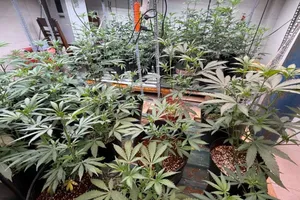 Công an TP Đà Nẵng phát hiện hàng chục cây cần sa trồng trái phép. Ảnh: CACC