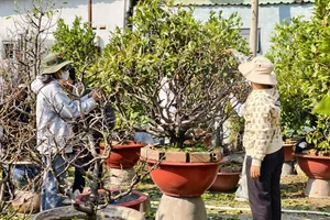 Sinh viên TPHCM lặt lá mai kiếm tiền xài tết