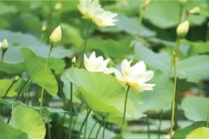 Tám ngọn gió Trường Sơn