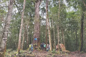 Báu vật đỉnh Hòn Giao