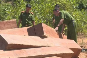 Khởi tố Giám đốc Công ty lâm nghiệp Ea Kar 