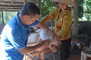 Chăn nuôi heo đang dần phục hồi