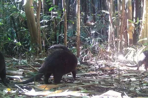 Phát hiện rái cá và chim hồng hoàng quý hiếm