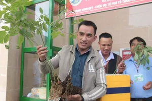 Mở rộng vùng trồng sâm Ngọc Linh lên 10.000ha