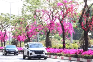 Đường hoa giấy hơn 10km rực hồng giữa nắng vàng