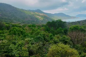 Hơn 115ha rừng tự nhiên tại đặc khu Côn Đảo không được thống kê