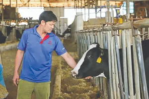 Nhiều gia đình tại xã Đơn Dương, tỉnh Lâm Đồng có nguồn thu nhập cao từ chăn nuôi bò sữa