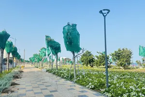 Chưa gỡ bọc cho cây