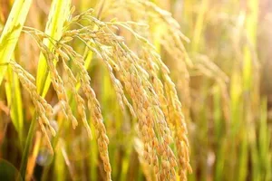 Bài học từ một ca từ
