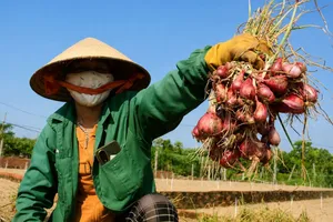 Nông dân trồng hành tím ở Quảng Ngãi trúng mùa, giá bán cao