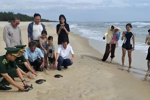 Thả 3 cá thể Vích về môi trường biển