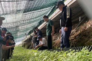 Cơ chế mới khuyến khích phát triển sâm Ngọc Linh và cây dược liệu