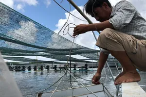 Dịch bệnh trên tôm nuôi ở các tỉnh miền Tây diễn biến phức tạp 