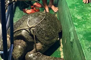 Cà Mau: Thả cá thể vích nặng hơn 120kg về biển