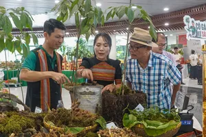Khai mở hành trình đưa sâm Ngọc linh vươn tầm thế giới