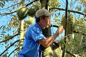 Nghề gõ sầu riêng (ẢNH: MY NGUYỄN)