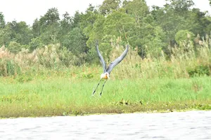 Hiện 57 loài động vật, thực vật nguy cấp, quý hiếm đang sinh sống ở Vườn quốc gia U Minh Thượng. Trong ảnh: Chim Già đẫy Java, là loài di cư, nằm trong Sách đỏ Việt Nam, đã sinh sống nhiều năm ở Vườn quốc gia U Minh Thượng