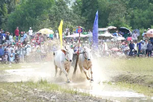 "Ông hoàng" đua bò vùng Bảy Núi