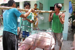 Farmers sell pig at low price suffering big loss (Photo: SGGP)